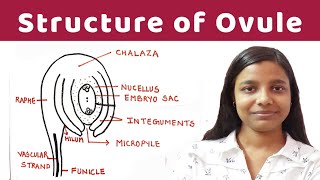 structure of ovule  structure of ovule  detailed notes   By Jyoti Verma [upl. by Wolfson]