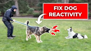 How We Fix LEASH REACTIVITY Towards Dogs Stop Barking and Lunging [upl. by Ingunna]