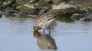 břehouš rudý Limosa lapponica Bar tailed Gotwit Pfuhlschepfe [upl. by Avat]