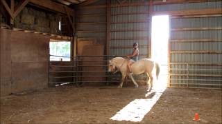 Fjord Horse Alena of Nottawa Crossing Fjords in Marshall MI [upl. by Soinski990]