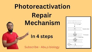 Photoreactivation repair mechanism in HindiDNA RepairMolecular biology [upl. by Rramo]