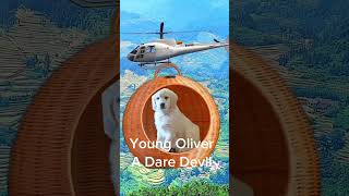 A Dare Devil My handsome young Oliver daredevil dog goldenretriever helicopter [upl. by Damaris]