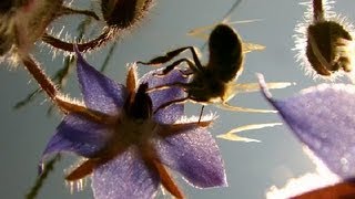 Abeilles heureuses  Fleurs de bourrache sans poisons [upl. by Airual84]