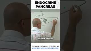 Endocrine pancreas drnajeeb drnajeeblectures shortvideo [upl. by Marshal]