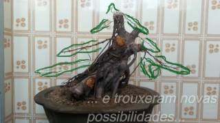 Bonsai Sergipe  Fícus Retusa  Yamadori [upl. by Massarelli308]