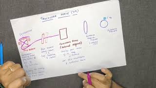 TROCHLEAR NERVECRANIAL NERVE IV  COURSE AND DISTRIBUTION DIAGRAM IN TAMIL [upl. by Drabeck]