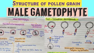 Development of malegametophyte Structure of male gametophyte  Structure of pollen grain angiosperm [upl. by Aisiat]