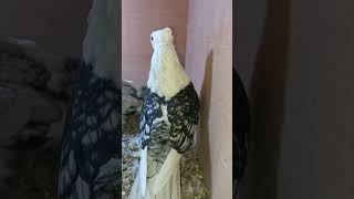 حمام زينةحمام ستنيت حمام بلوندنيتFancy pigeonsatinette pigeon [upl. by Curr228]