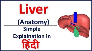 Anatomy of Liver simple explaination in Hindi  Bhushan Science [upl. by Ajet]