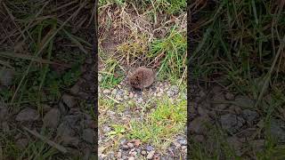 🐹FIELD VOLE🐹microtus agrestis [upl. by Gschu]