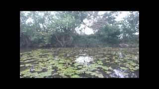 Feeding a Wild Duck Pond With a Moultrie Directional Feeder 2012 Somerset UK Shooting [upl. by Aelahs695]