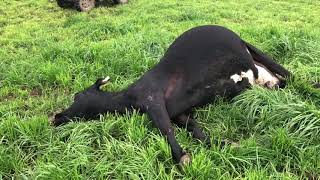 Nitrate Poisoning In Our Cows [upl. by Suiravad834]