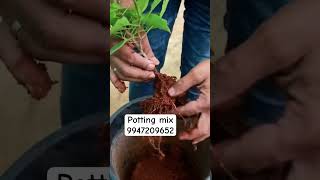 മണ്ണില്ലാ കൃഷി shorts gardening farming garden [upl. by Marrissa]