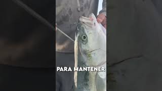 La forma más HUMANA de matar a un pez 🐟🗡️ [upl. by Aniretak361]