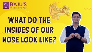 What do the insides of our nose look like  Class 4 I Learn with BYJUS [upl. by Lynett]