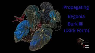 Propagating Begonia Burkillii Dark Form [upl. by Stein227]