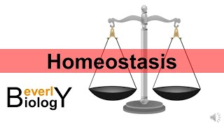 Homeostasis updated [upl. by Annoid]