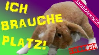 Kaninchen  Gehege einrichtenStall bauen Kaninchen Haltung süß Hase lustig [upl. by Oirottiv]