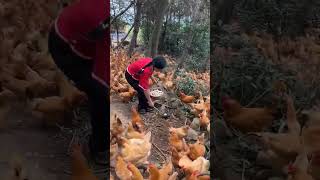 Open Range Chicken Farming viral chicken farming shortsvideo [upl. by Read523]