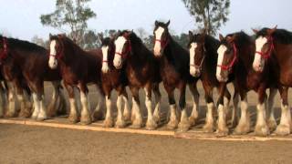 The Ride with Cord McCoy Turtle Ranch [upl. by Lennod]