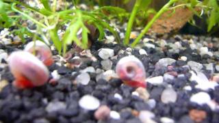 3 Wochen Alte Kampffisch Babies 3 weeks old Betta Splendens [upl. by Weiner]