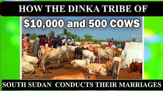 How the Dinka Tribe of South Sudan conducts their marriages with 10000 100 and 500 cows [upl. by Kask735]