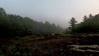 Adirondack Wilderness Ranch   MOUNTAIN  PASTURE [upl. by Ethbin]