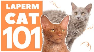 The LaPerm Cat 101  Breed amp Personality [upl. by Leddy]