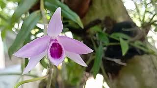 Dendrobium anosmum Plant unscented dendrobium [upl. by Sinylg]