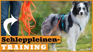 Schleppleinentraining Hund I Richtig trainieren mit der Schleppleine I Vorbereitung auf den Freilauf [upl. by Angela]