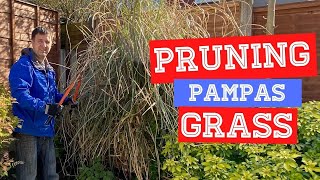 How and When To Prune Pampas Grass  Cortaderia selloana [upl. by Nahtanaj]