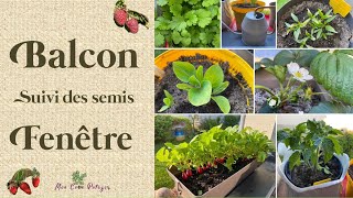 Où en est le potager sur balcons et fenêtres à Mi Mai [upl. by Peyton]