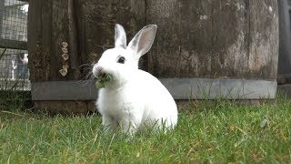 Baby Bunnies Hopping Around and Munching On Kale Will Make You Smile [upl. by Damaris904]