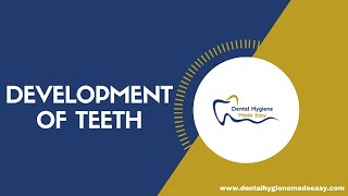 Development of Teeth  Amelogenesis  Dentinogenesis [upl. by Lingwood]