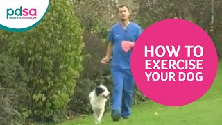 PDSA Vet Advice How To Exercise Your Dog [upl. by Eillah]