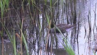 Spotted Redshank  Tringa erythropus [upl. by Veradia617]