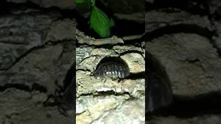 Woodlouse pill bug 🇨🇷 Costa Rica [upl. by Swithbert]