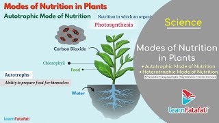 Nutrition in Plants Class 7 Science  Modes of Nutrition in Plants  Autotrophic and Heterotrophic [upl. by Odnalref]