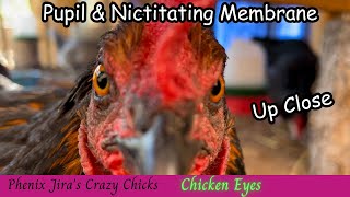 Nictitating Membrane of Chicken and Other Creatures [upl. by Soalokcin]