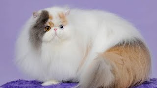 cute Persian kitten for sale in your city call me 9084000575 [upl. by Rayshell308]