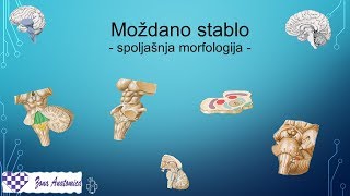 Centralni Nervni Sistem  3 Spoljasnja morfologija mozdanog stabla [upl. by Avie]