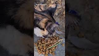 Adorable Tricolor Cat’s Candid Moments Caught on Camera catlovers cat catvideos catlover [upl. by Hertberg390]