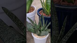 sanseveria and gasteria plants garden gardening shorts [upl. by Aner262]