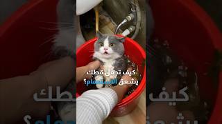 كيف تجعل قطك يعشق الاستحمام؟ 🐈‍⬛💙 [upl. by Einna]