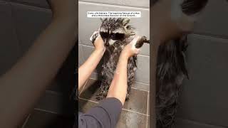 The Inspiring Rescue of a Man and a Motionless Raccoon on the Ground raccoon babyraccoon short [upl. by Ellita]