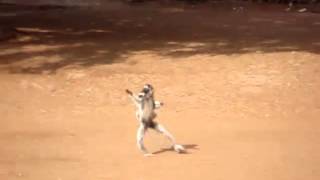 Verreauxs Sifaka dancing at Berenty reserve [upl. by Zaragoza]