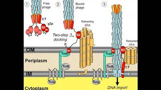 Introduction to T4 Bacteriophage I Morphology of bacteriophage T4 I [upl. by Bowne]