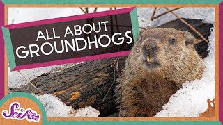 Watch Punxsutawney Phil make 2024 Groundhog Day prediction  NBC News [upl. by Yaresed]