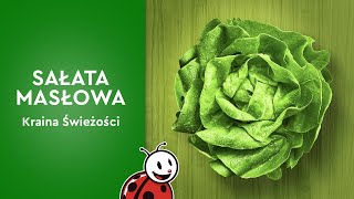 Polska SAŁATA MASŁOWA w Biedronce  Biedronka – Kraina Świeżości [upl. by Uriia688]