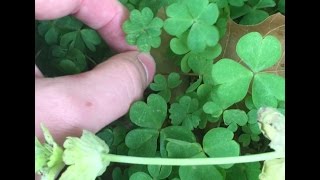 FINDING A TON OF FOUR LEAF CLOVERS  A FEW FIVE LEAF CLOVERS [upl. by Kamat479]